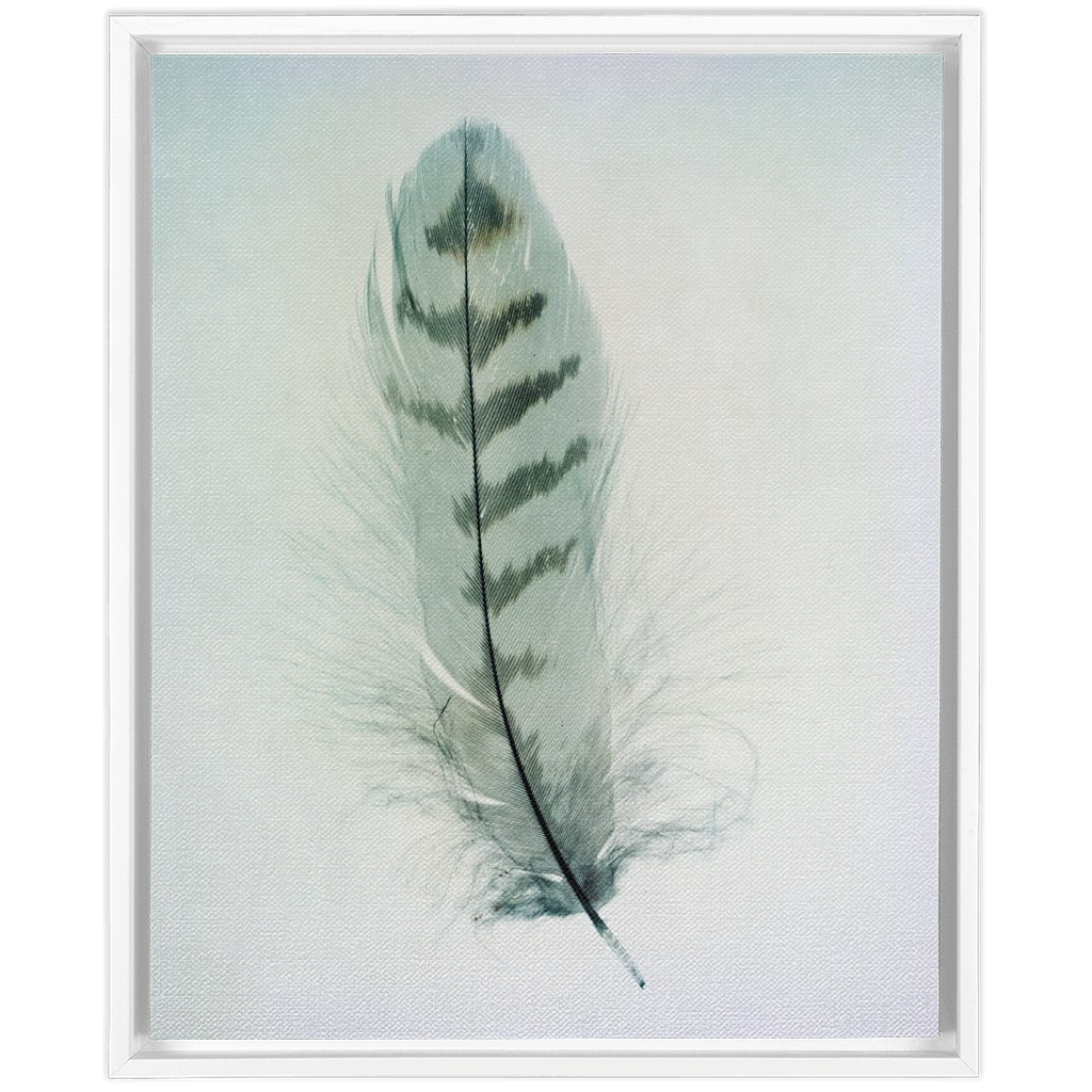 Feather Study