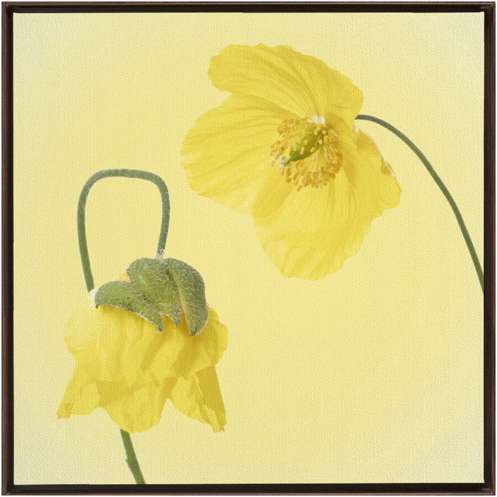Two Yellow Poppies