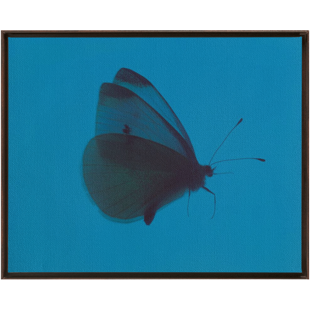 Butterfly Study