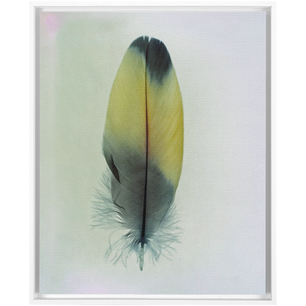 Feather Study
