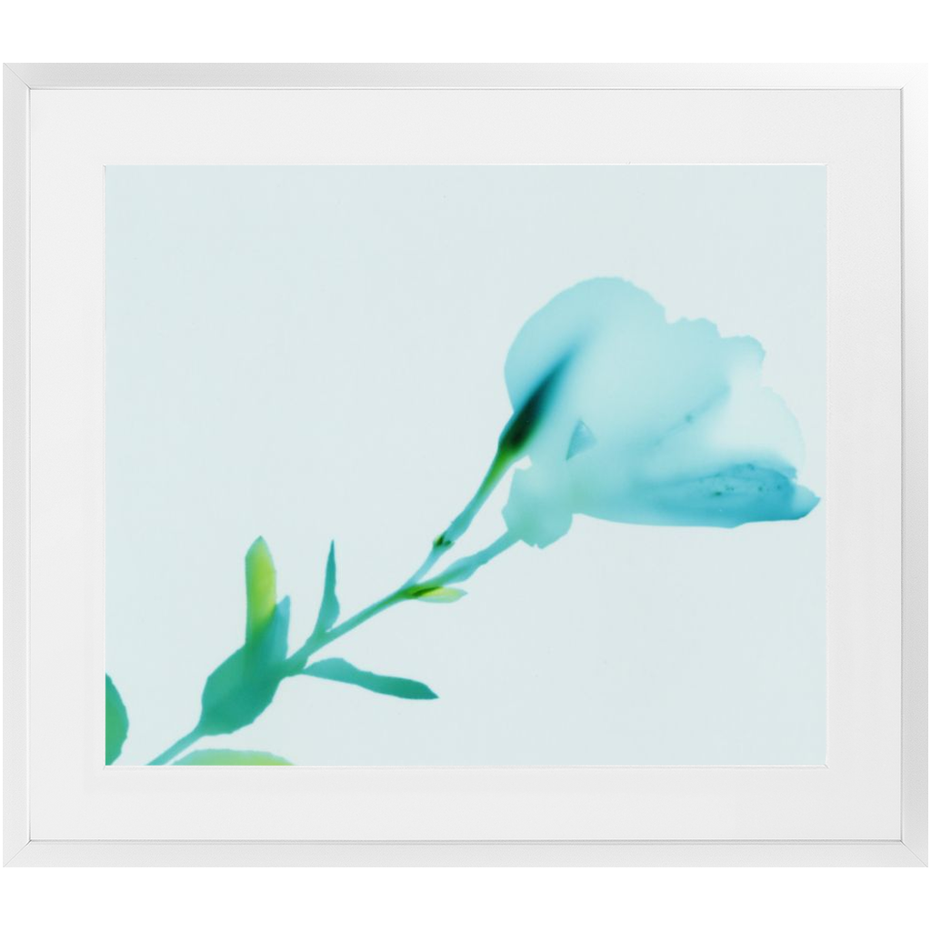 Polaroid Colour Study