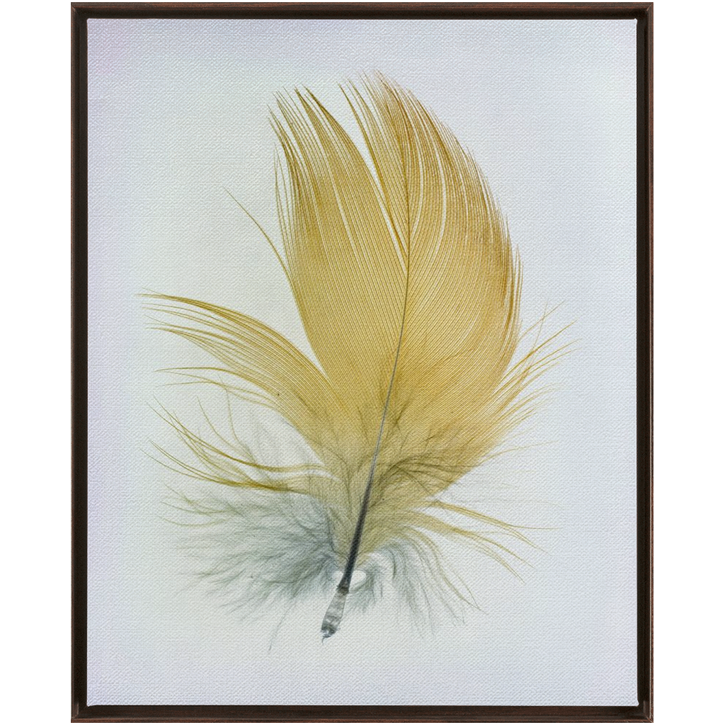 Feather Study