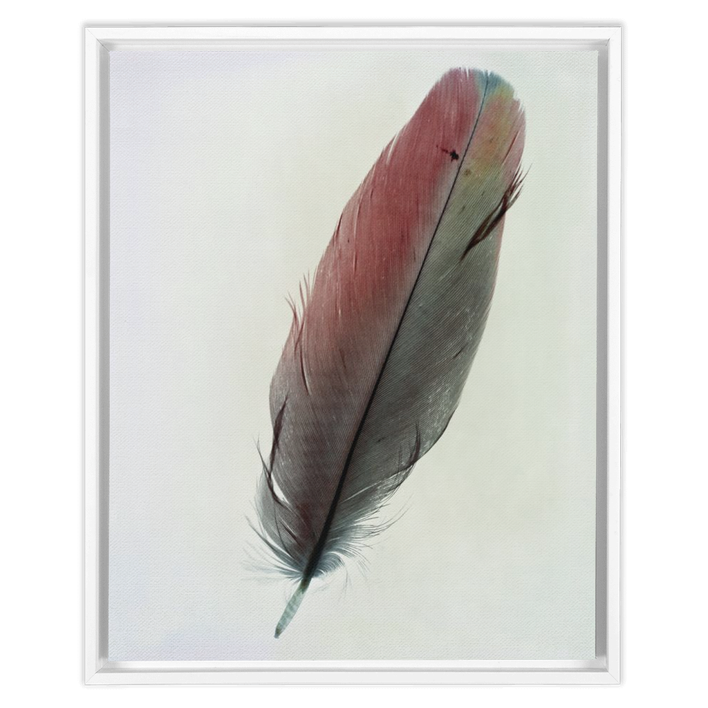 Feather Study