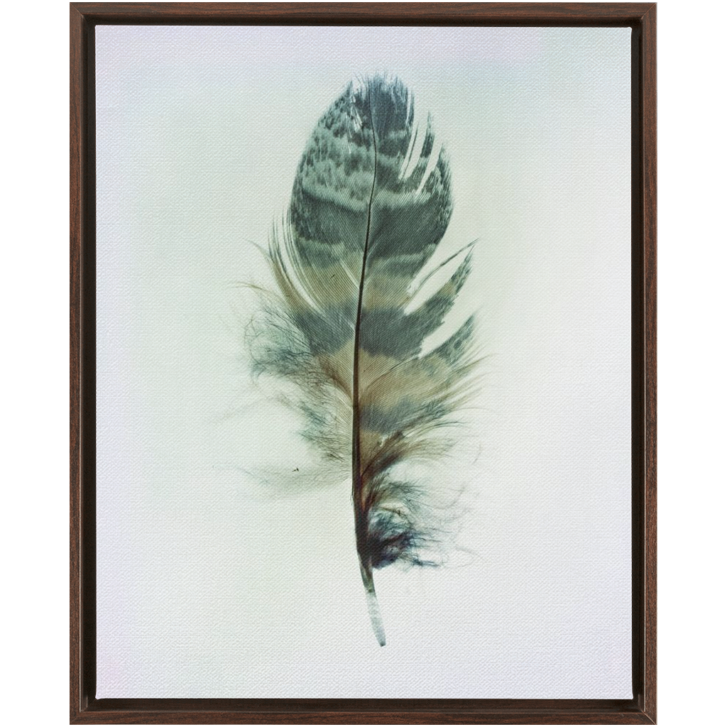 Feather Study