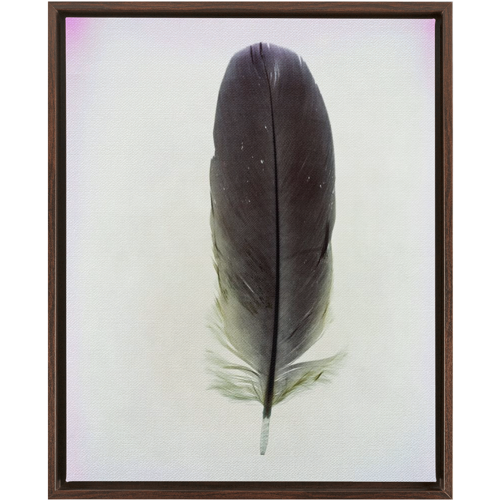 Feather Study