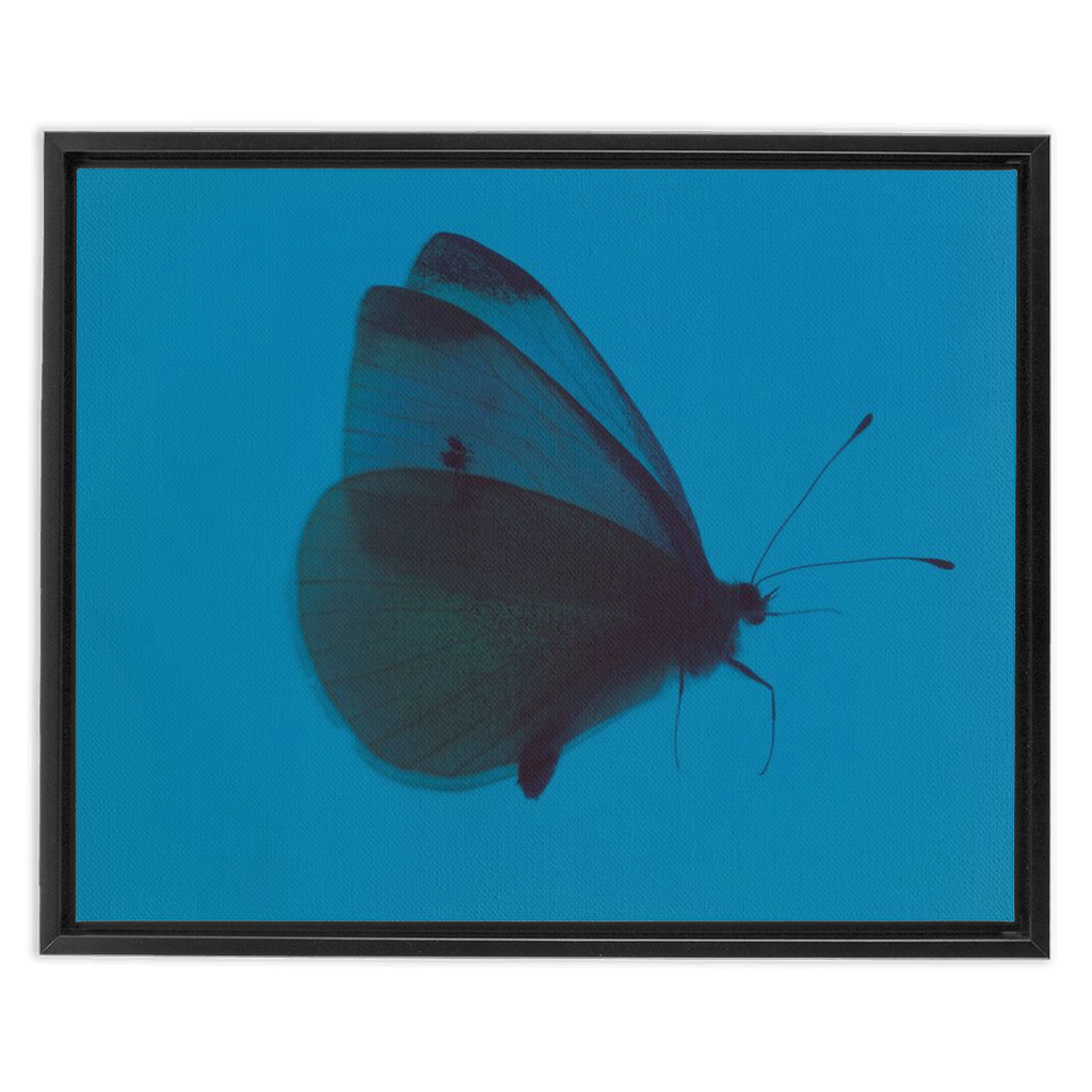 Butterfly Study