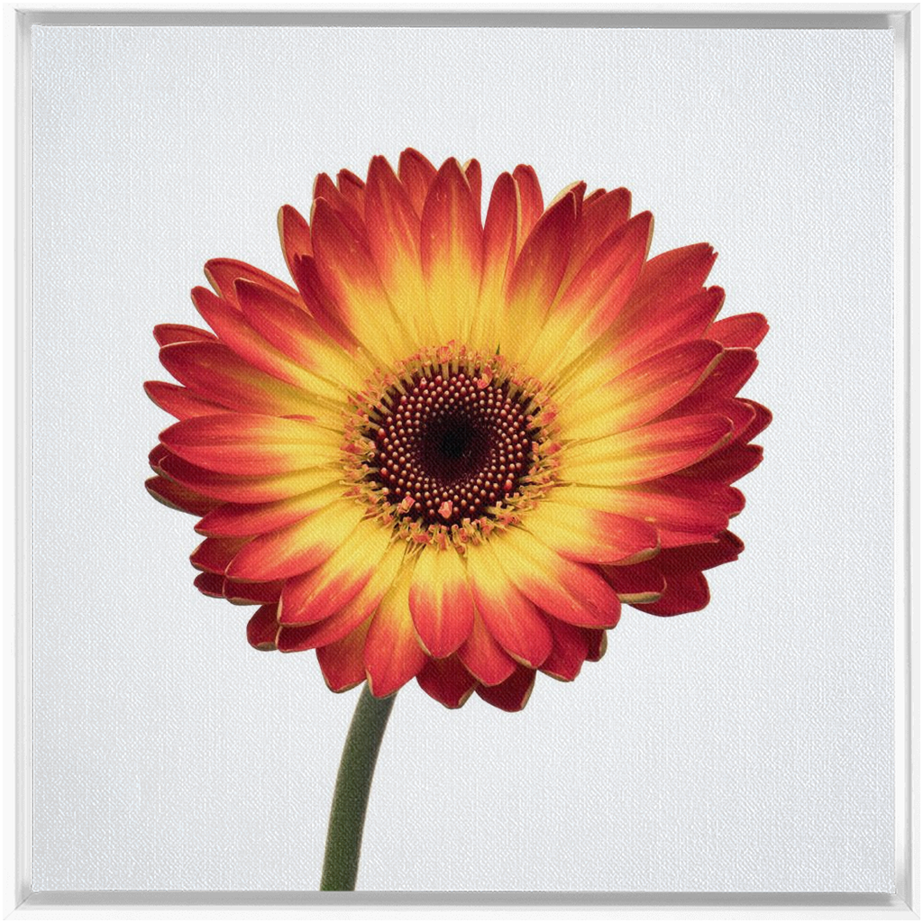 Flaming Gerbera