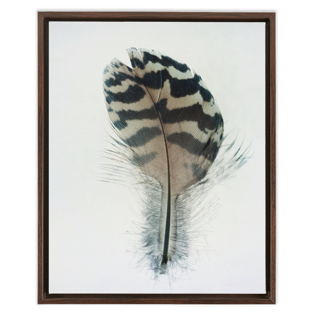 Feather Study