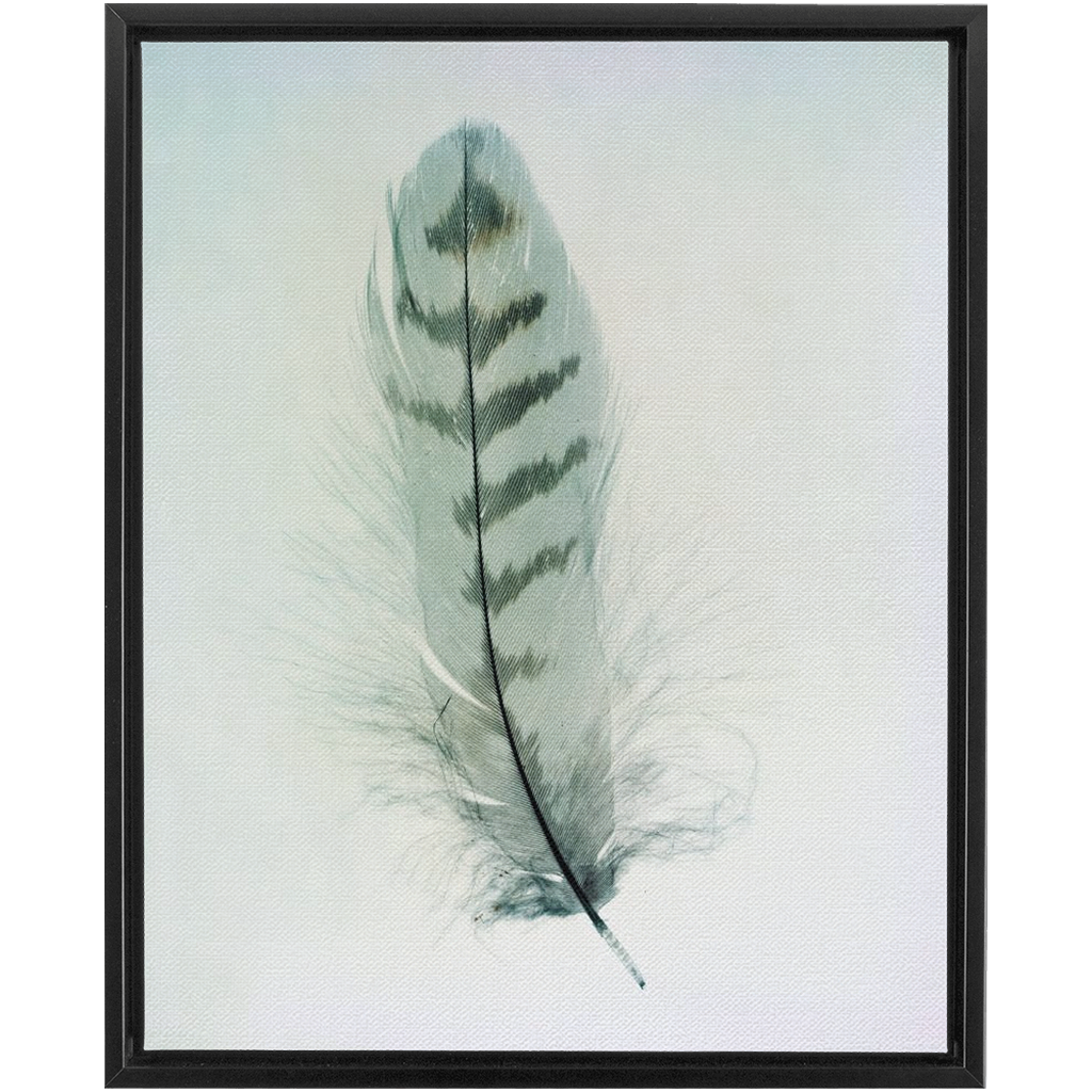 Feather Study