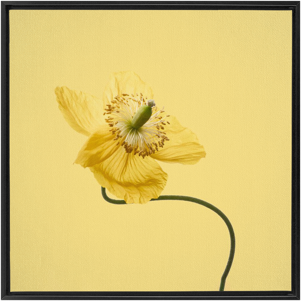 Yellow Poppy 2 on Yellow