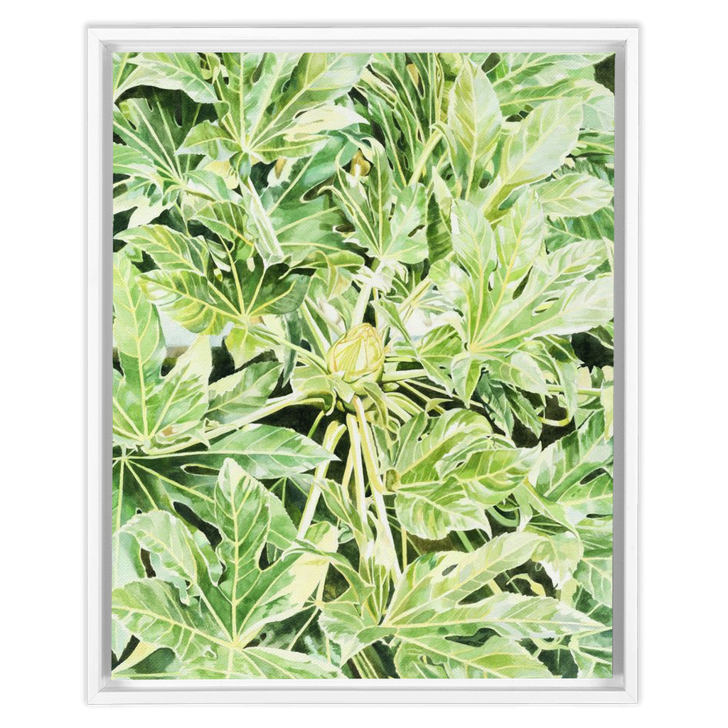 "Japonica"(Variegata)