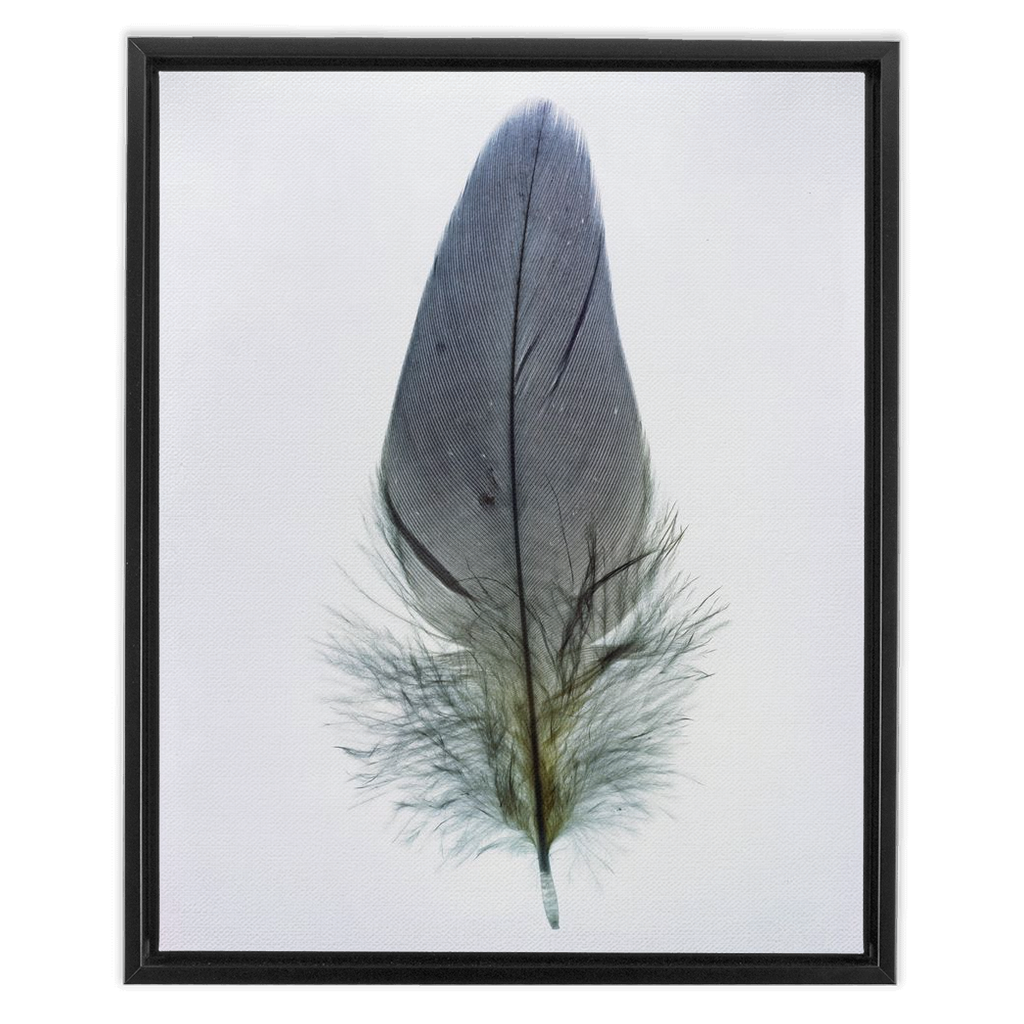 Feather Study