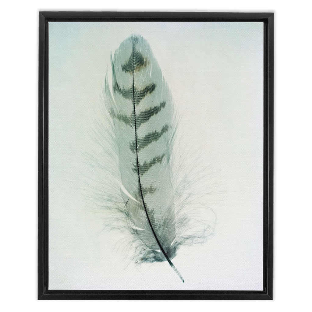 Feather Study
