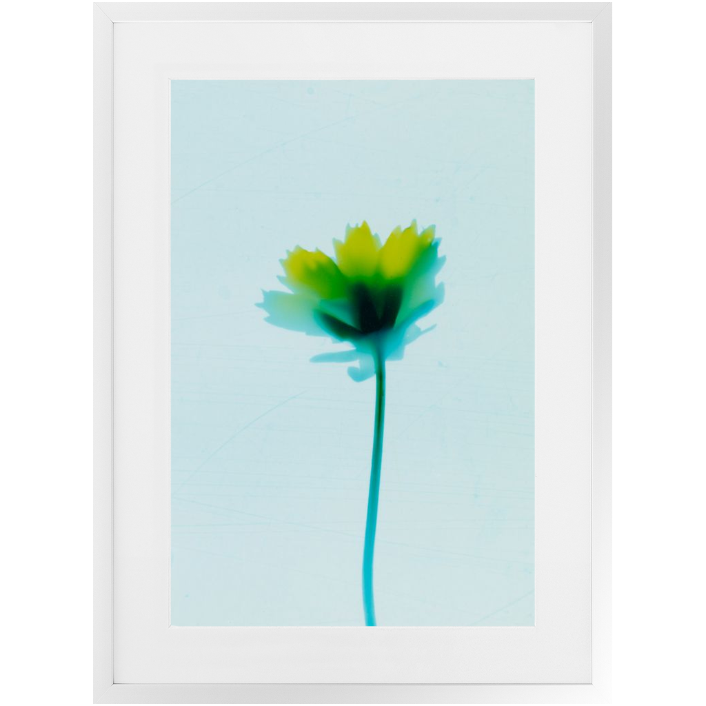 Polaroid Colour Study