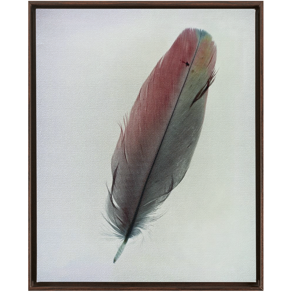 Feather Study