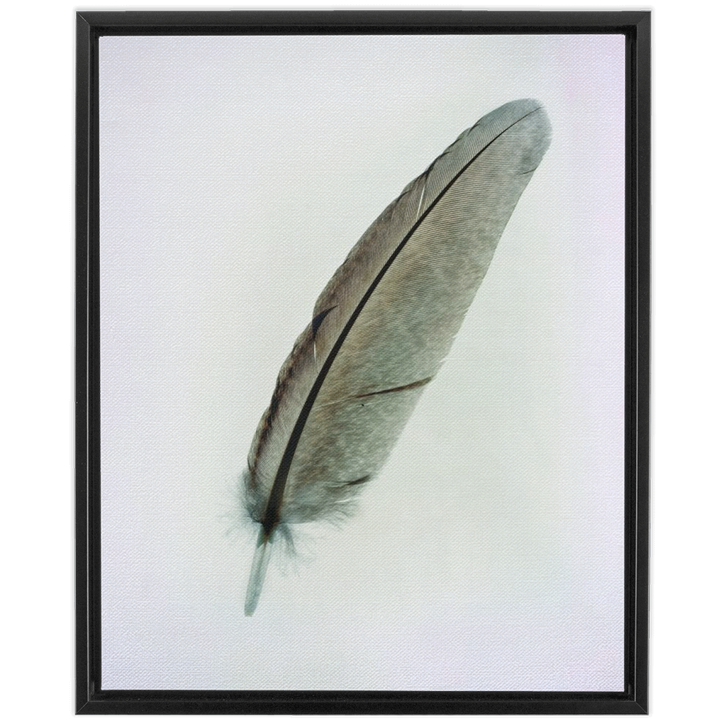 Feather Study