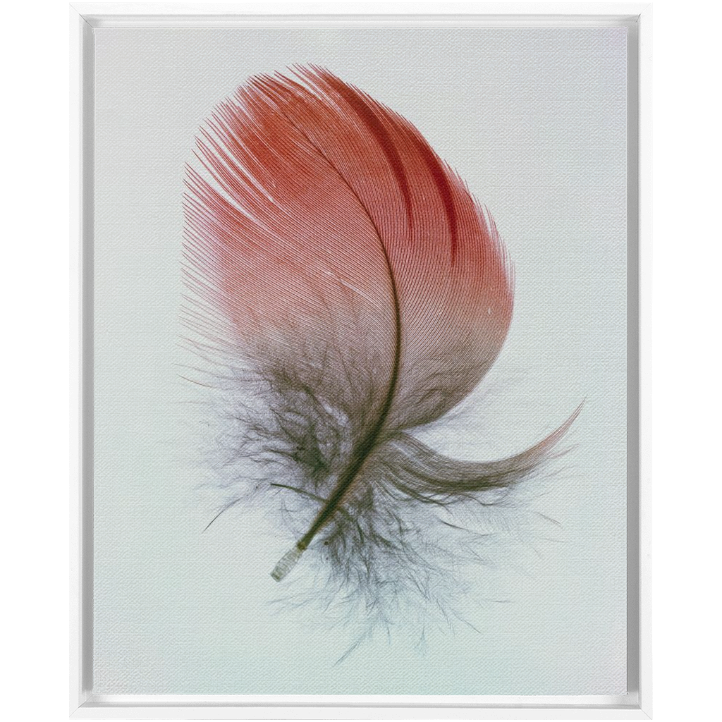 Feather Study
