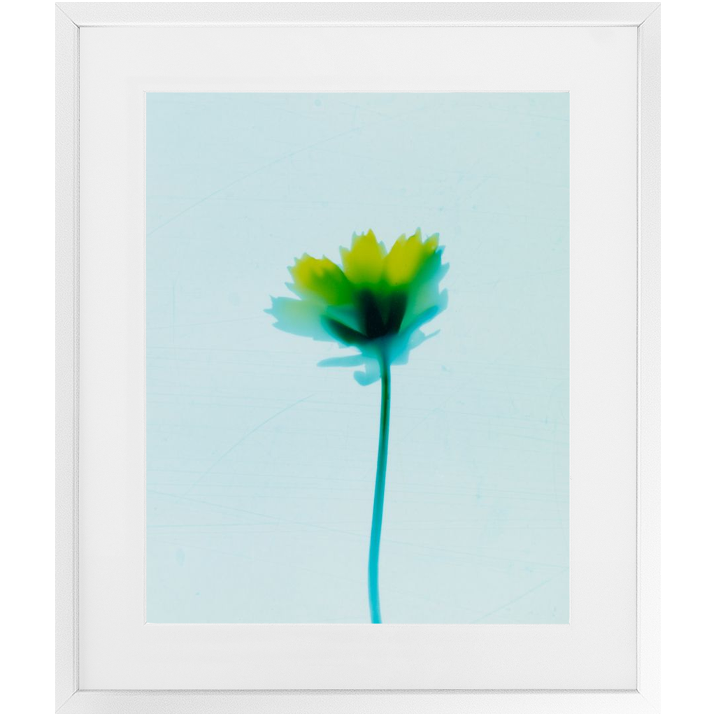 Polaroid Colour Study