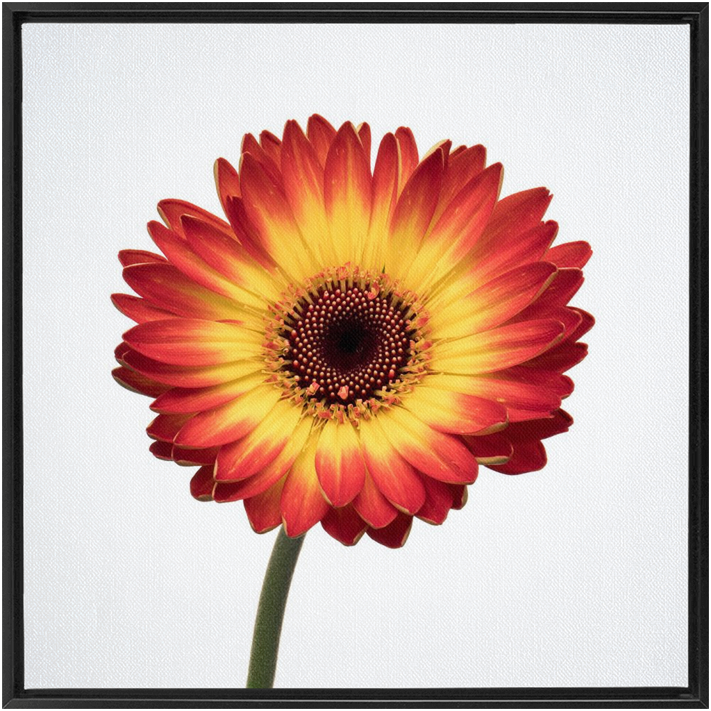 Flaming Gerbera