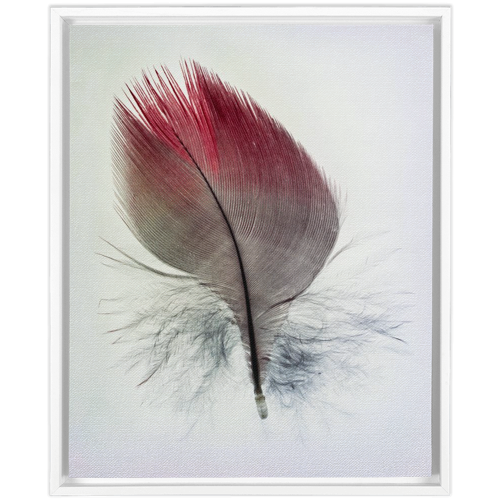 Feather Study