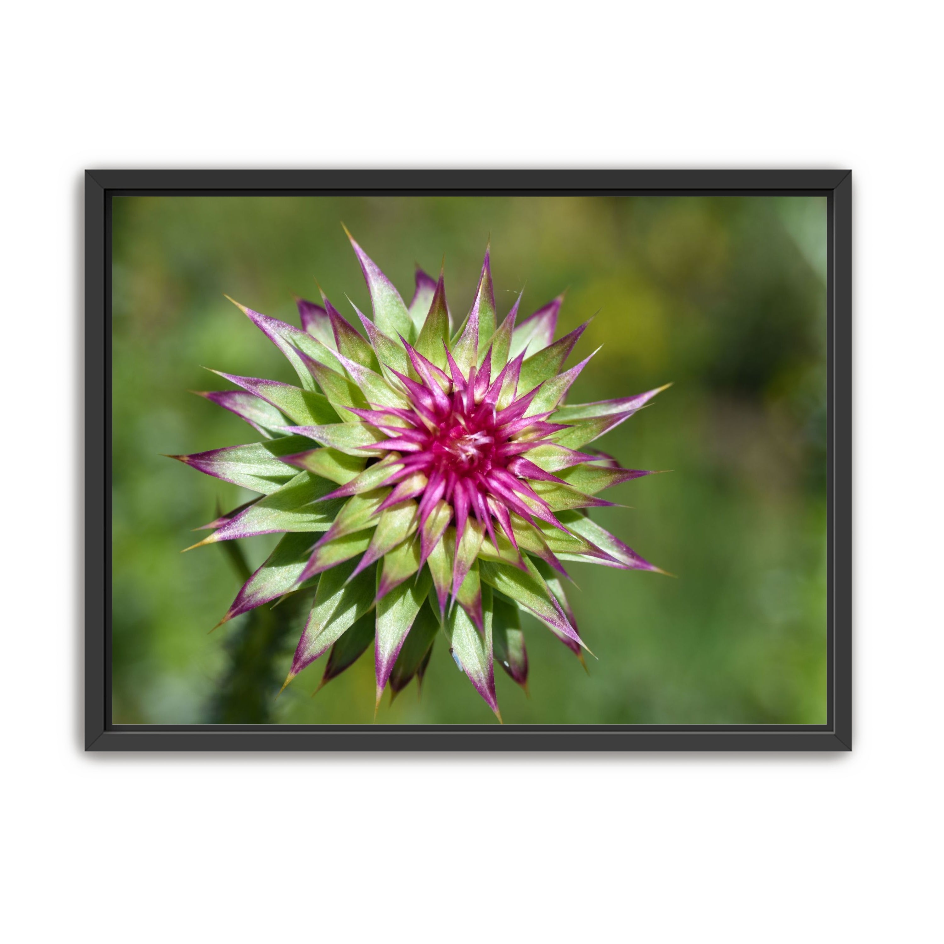 Colorado Flower