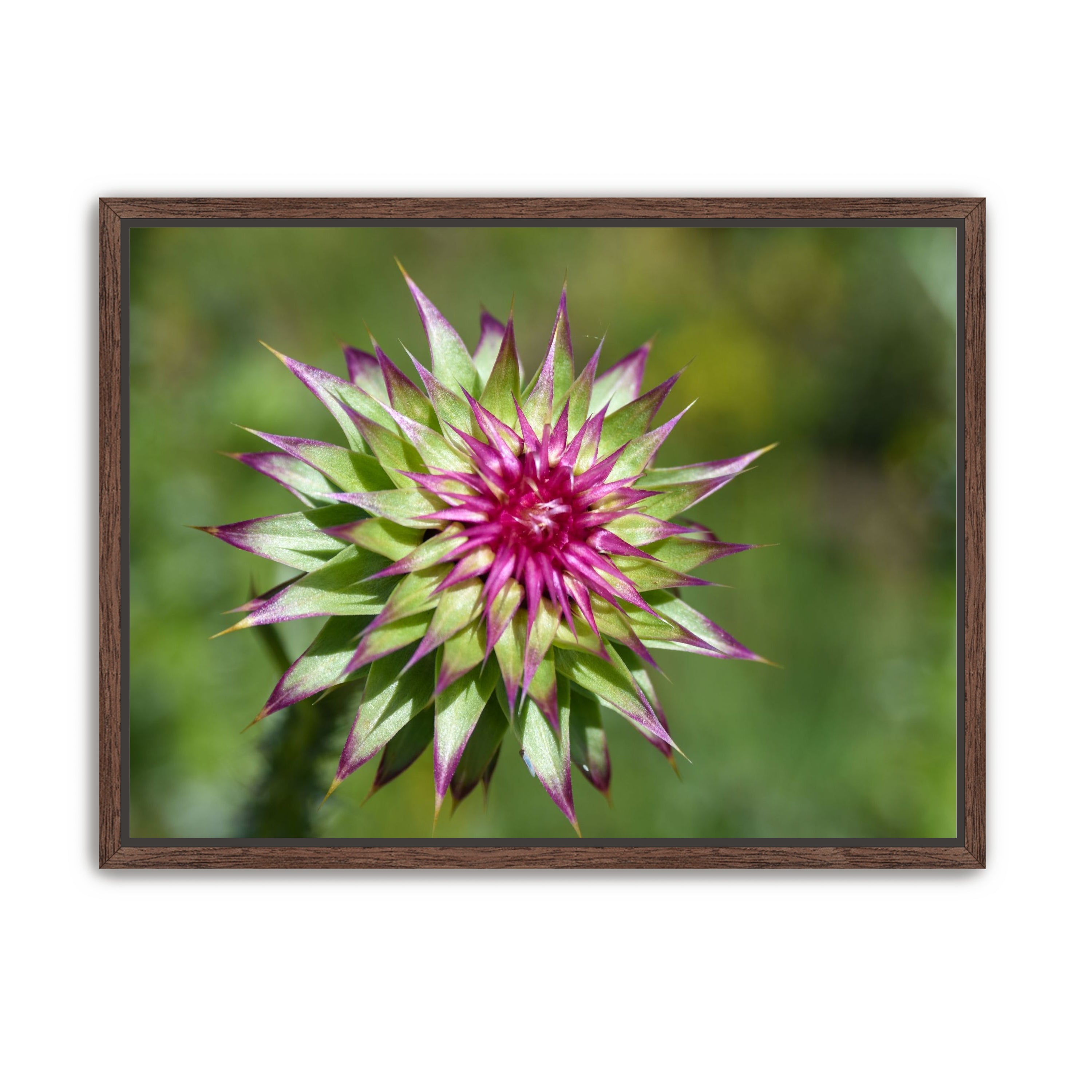 Colorado Flower