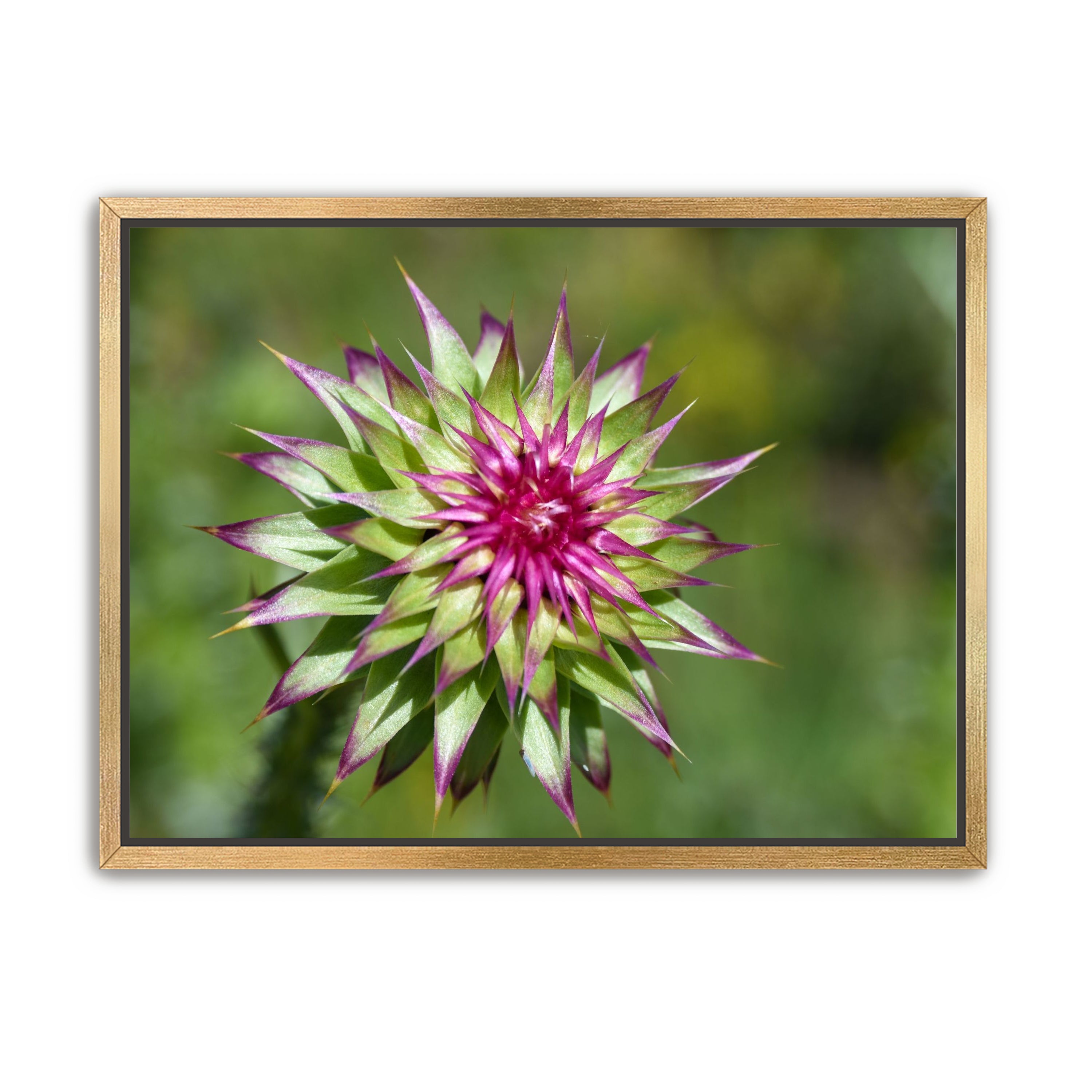 Colorado Flower