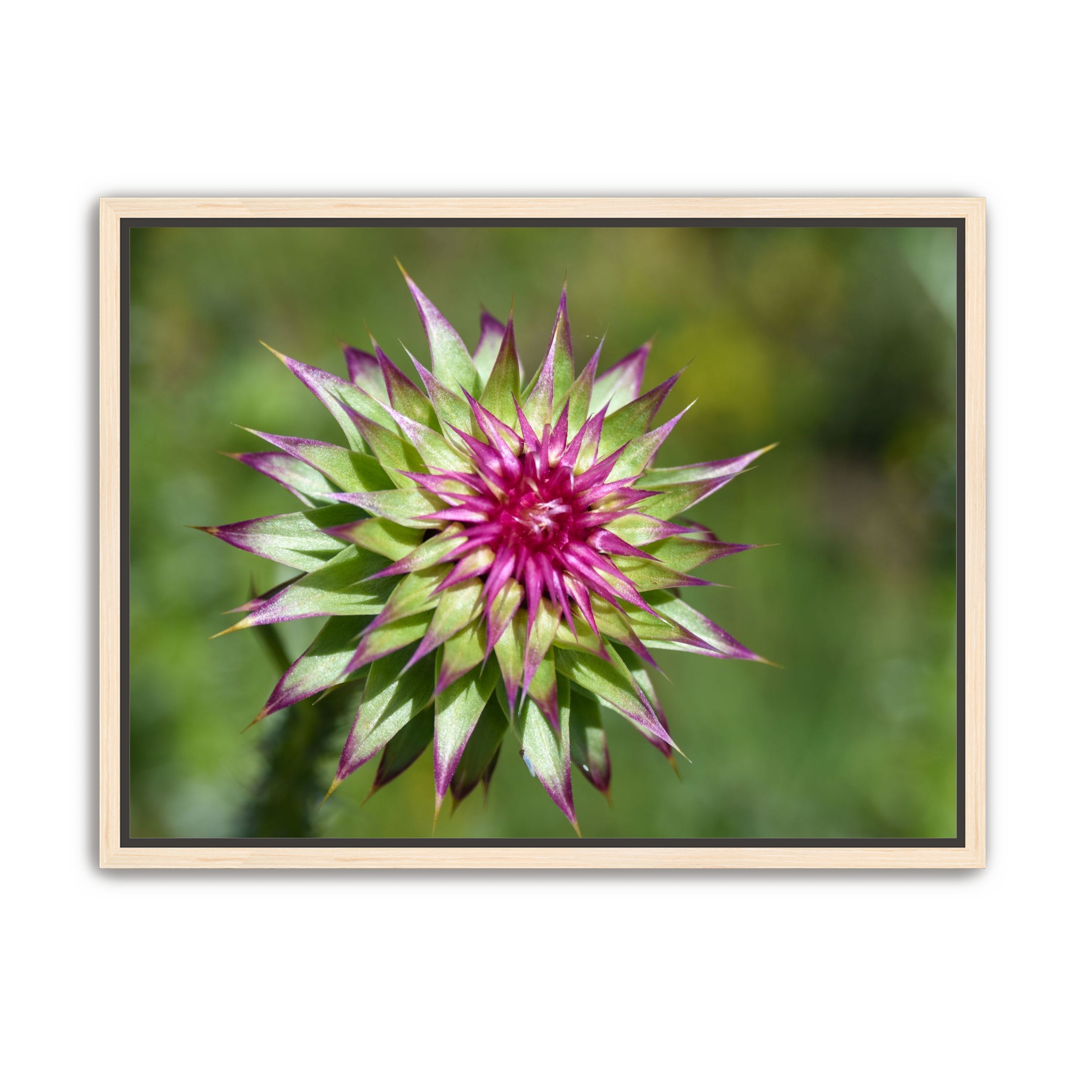 Colorado Flower