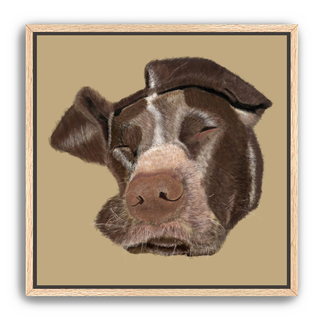 German Shorthaired Pointer