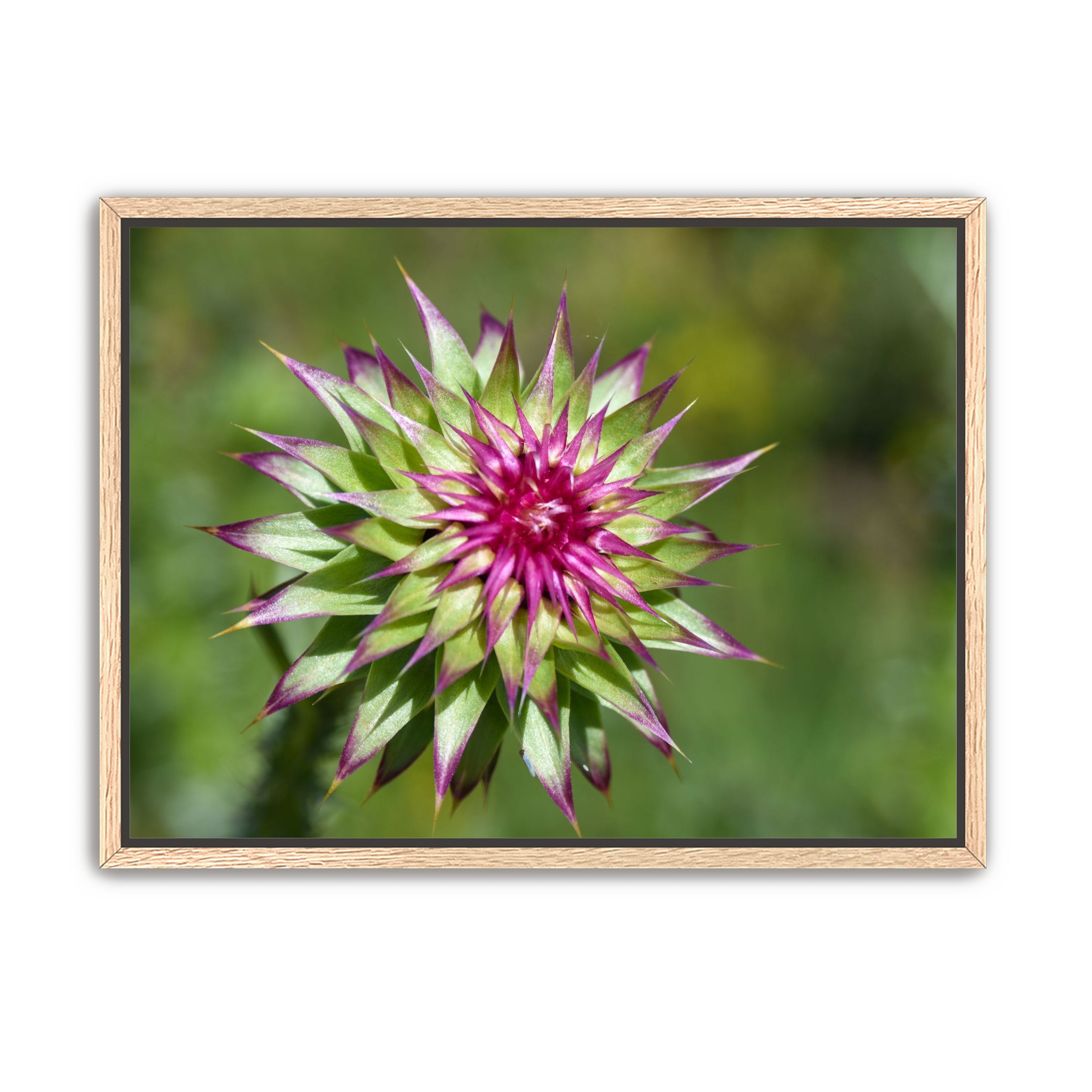 Colorado Flower
