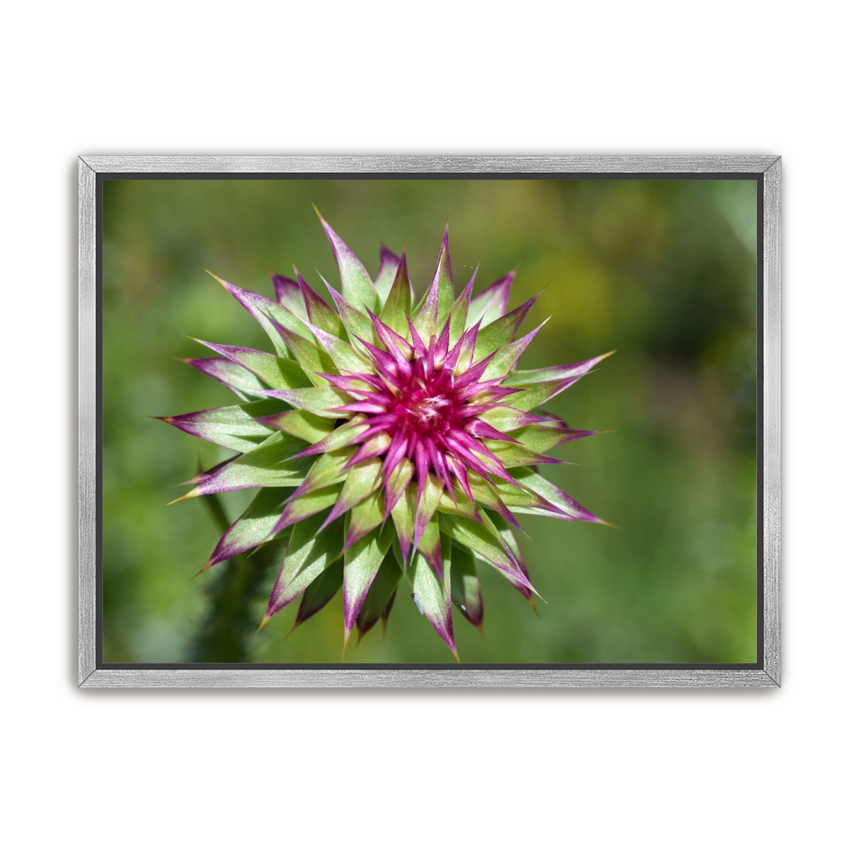 Colorado Flower