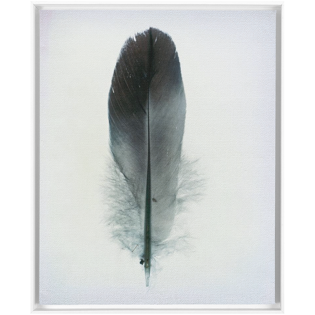 Feather Study