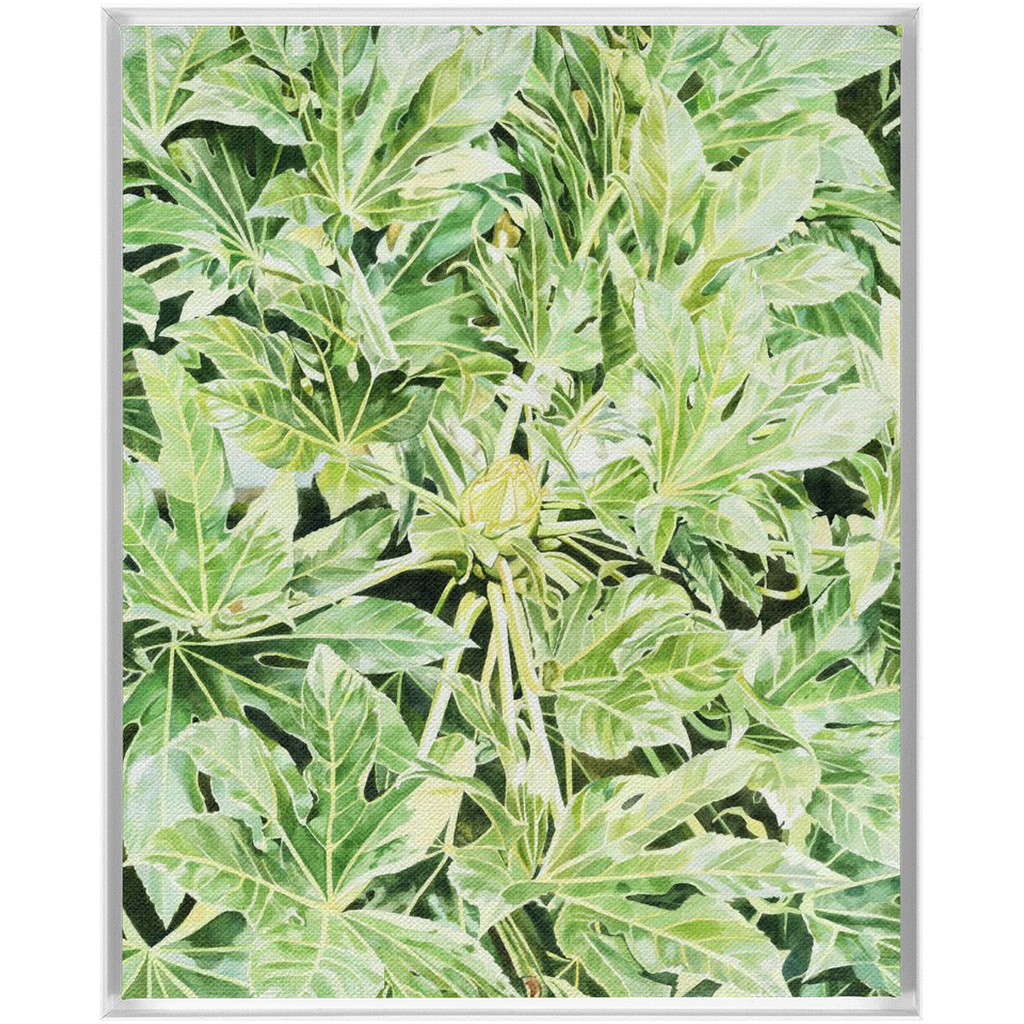 "Japonica"(Variegata)