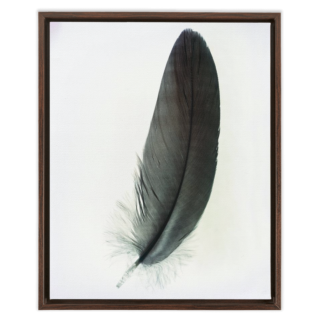 Feather Study