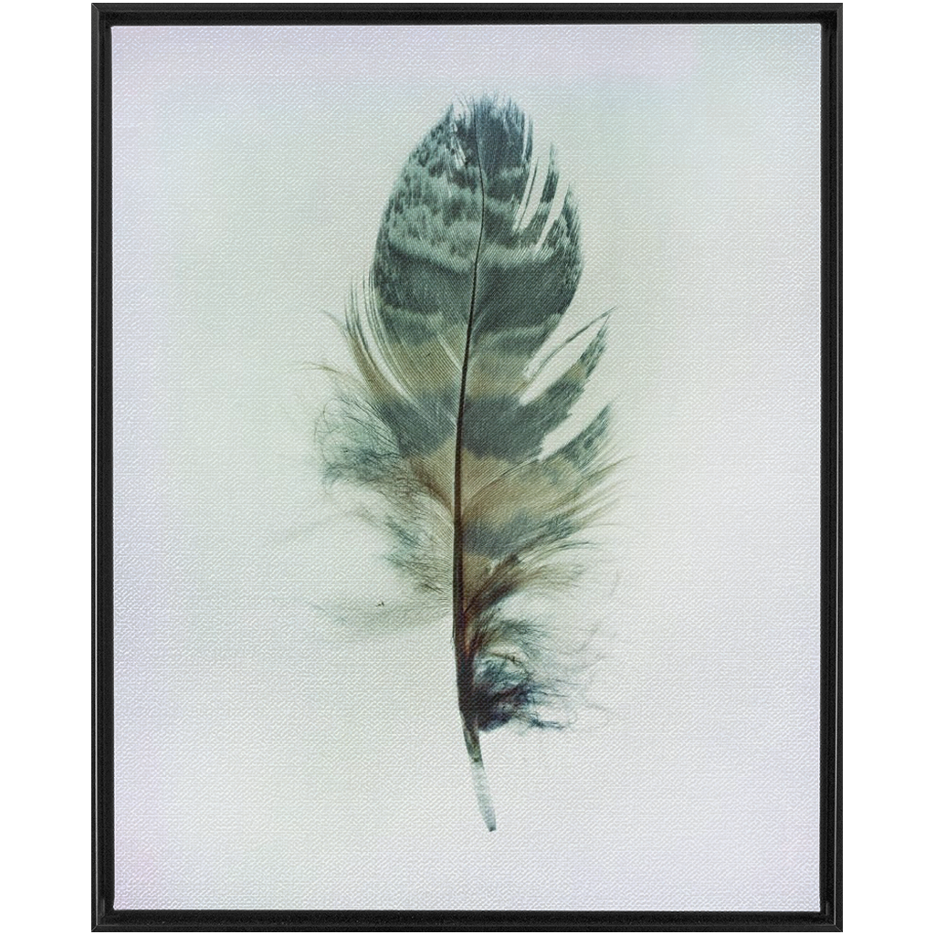 Feather Study
