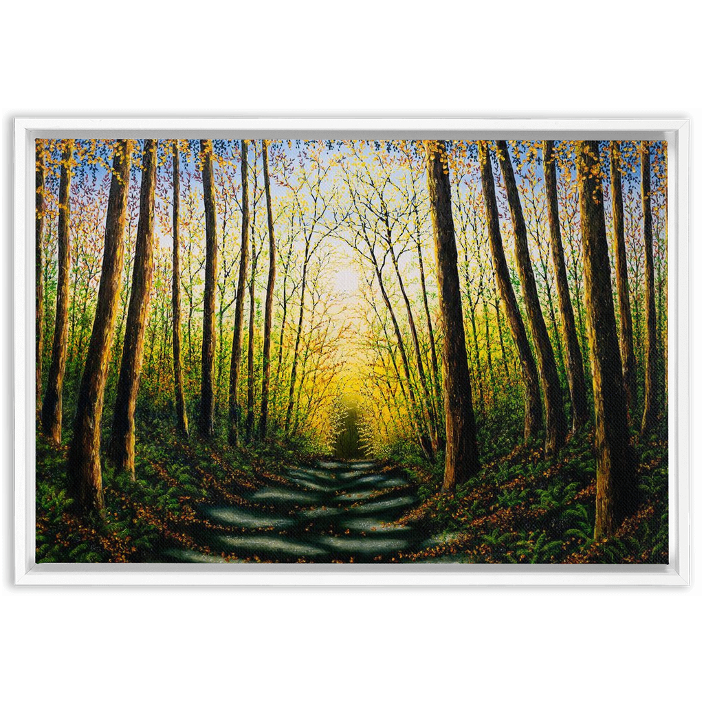 Patterns Of Forest Light