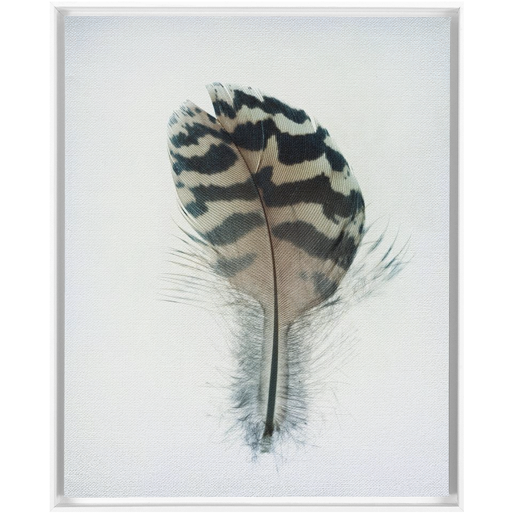 Feather Study