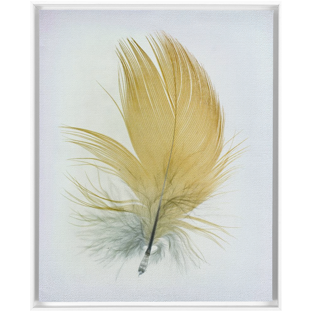 Feather Study