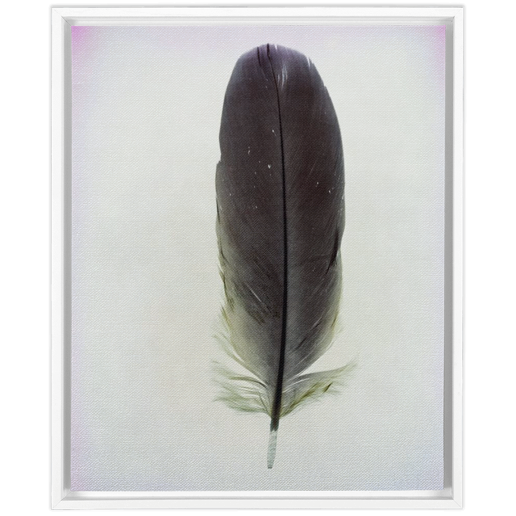 Feather Study