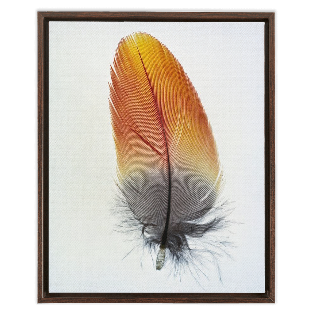 Feather Study