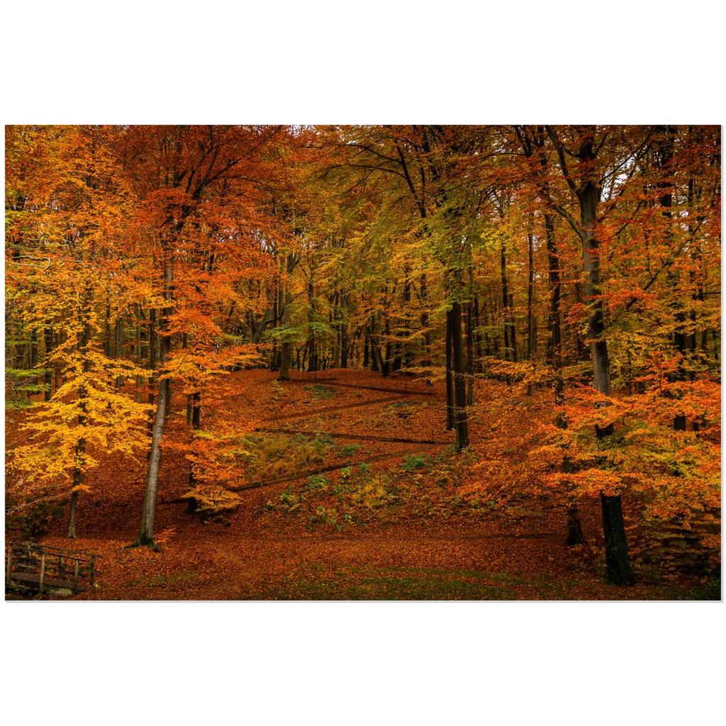 A Symphony of Autumn Hues