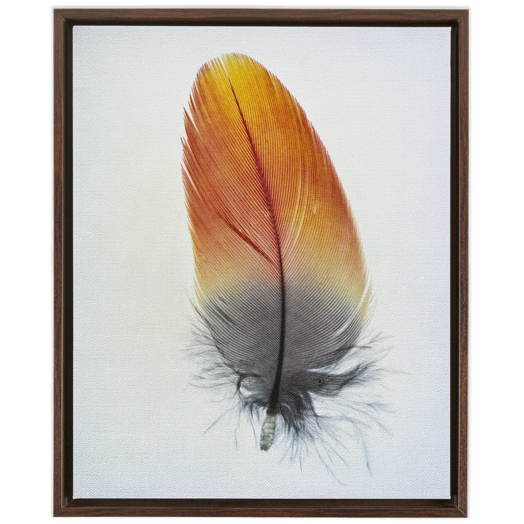 Feather Study