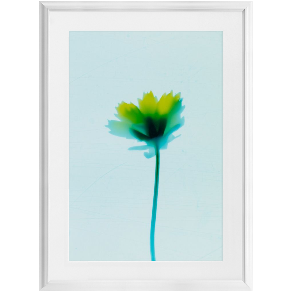 Polaroid Colour Study