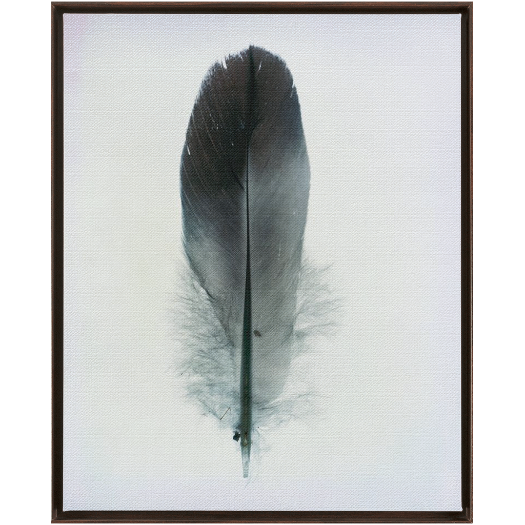 Feather Study