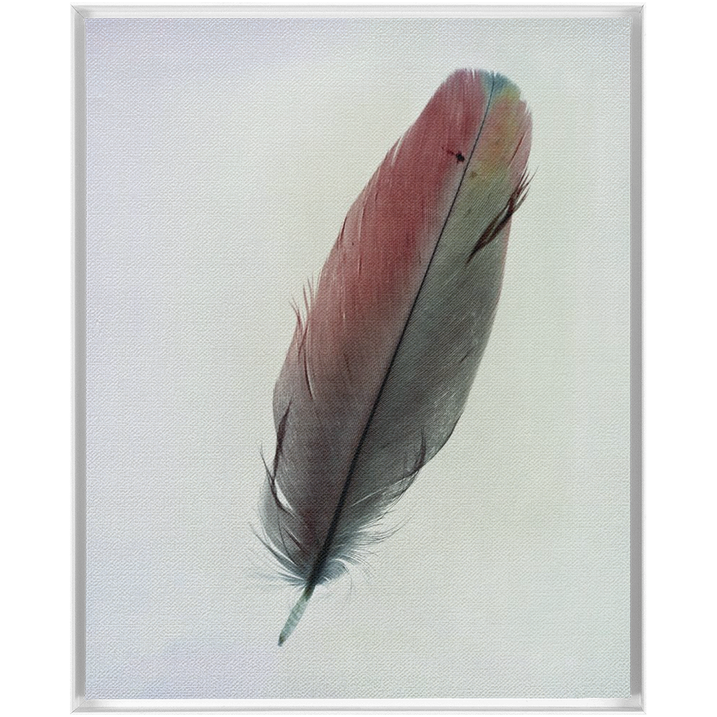 Feather Study