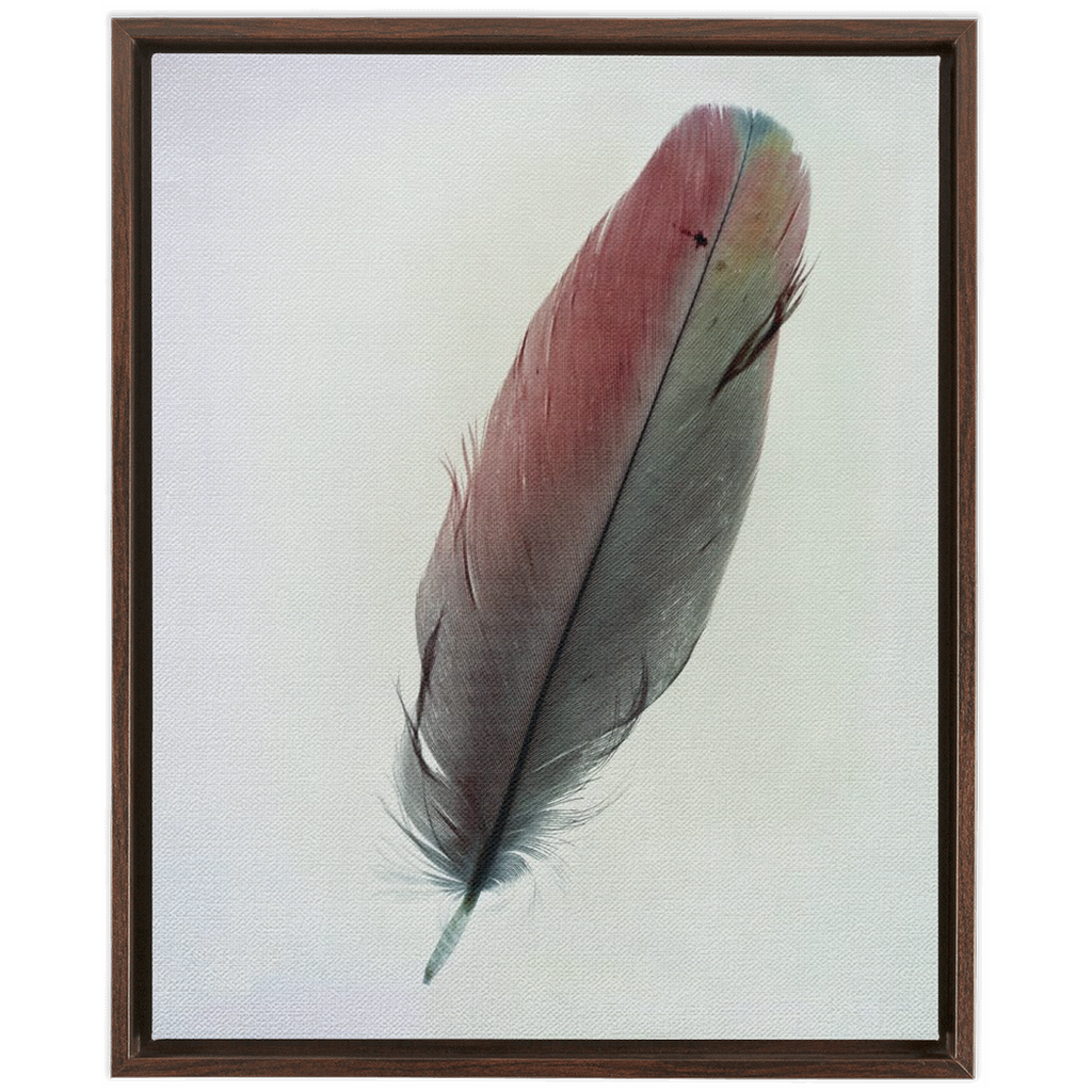 Feather Study