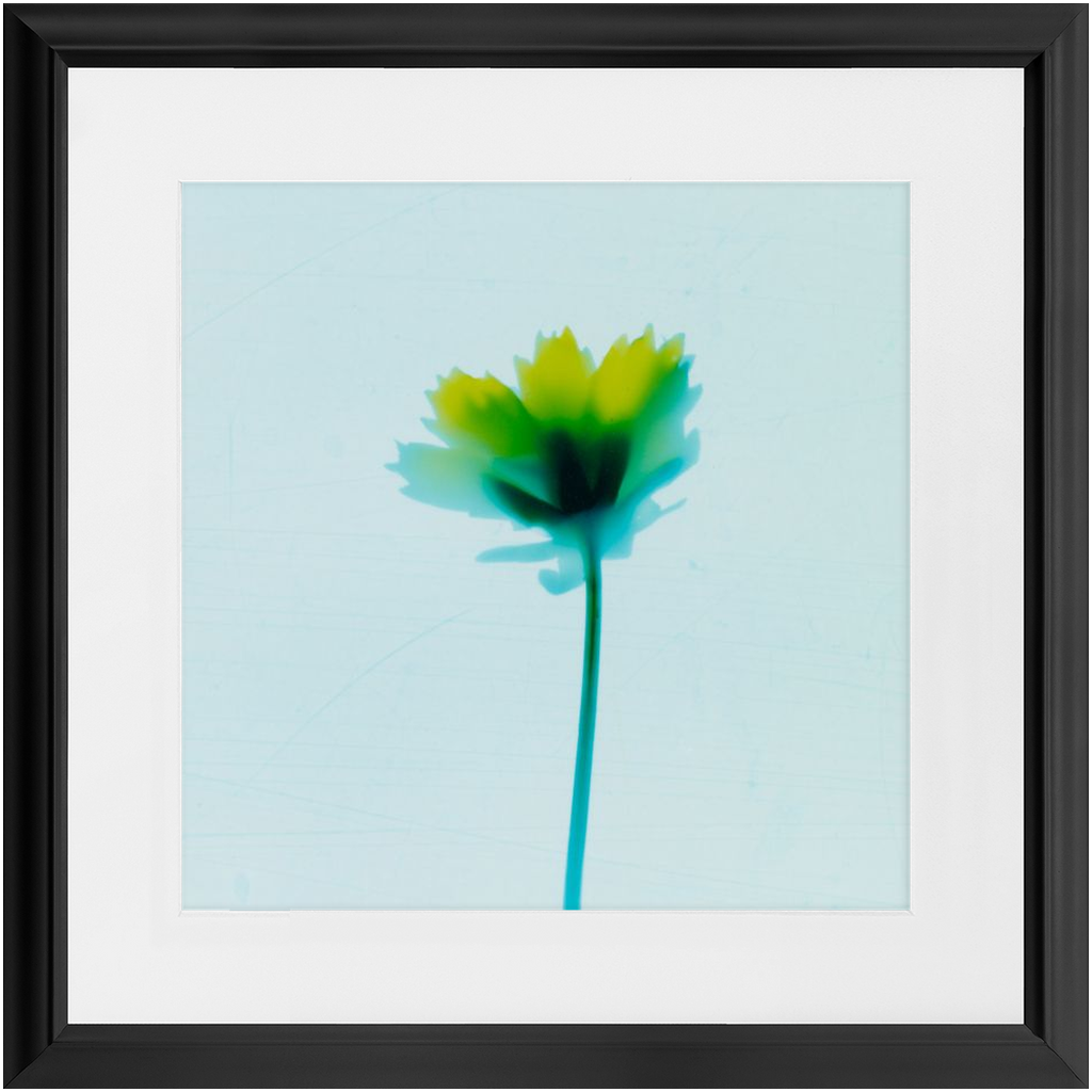 Polaroid Colour Study