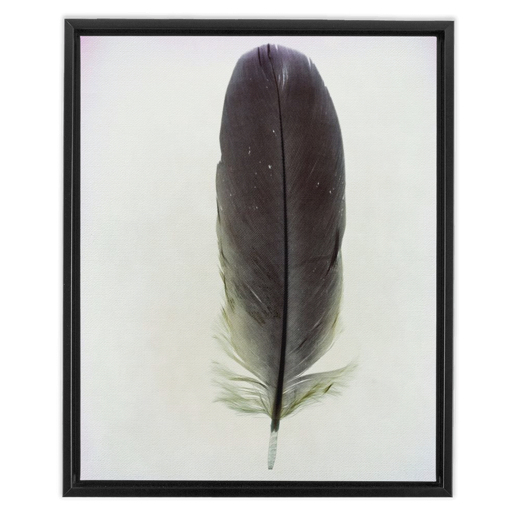 Feather Study