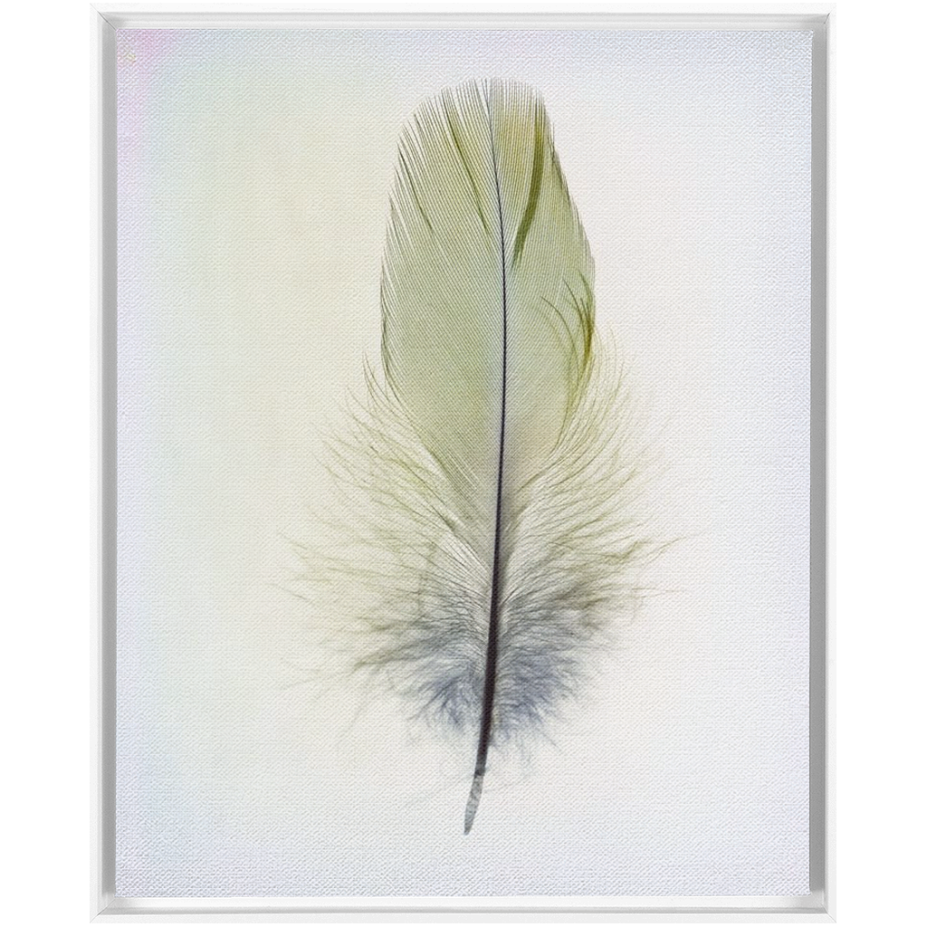Feather Study