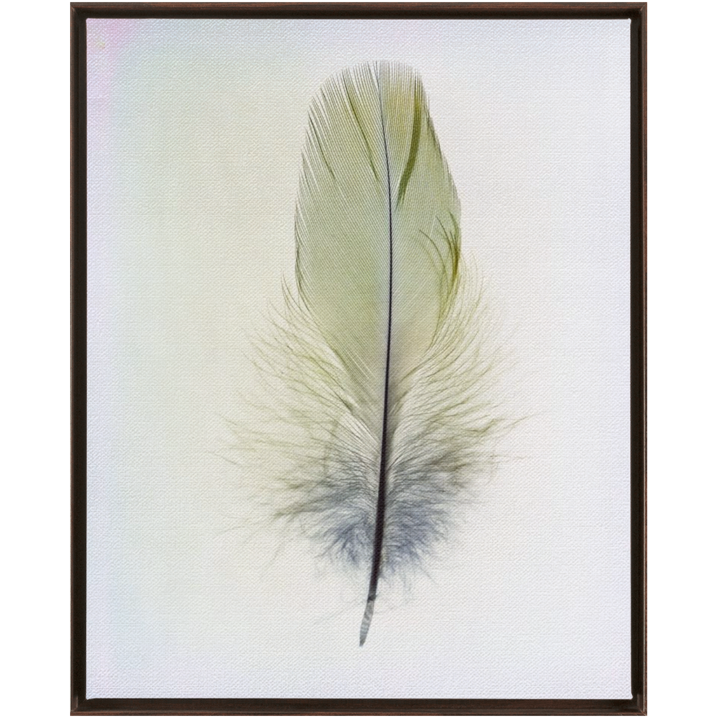 Feather Study